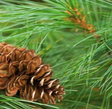 Pine & honey lip balm|1659