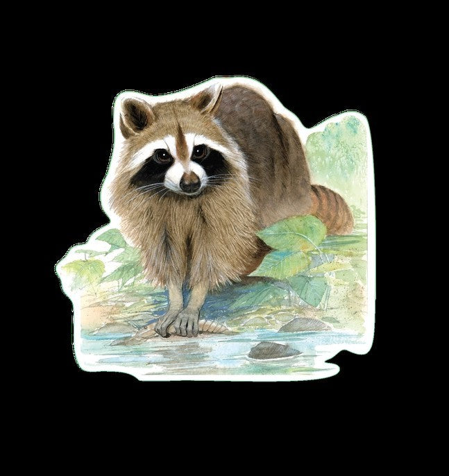 Raccoon Sticker|1577